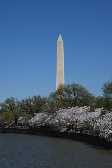 The Washington Monument from the Tidal Basin showing the Cherry Blossoms.jpg